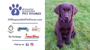 526574 3d models found related to pet stores near me that sell dogs. Nj Coalition Of Responsible Pet Stores Posts Facebook