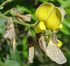 Image result for Rhynchosia