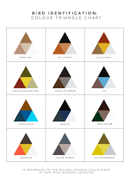 Bird Identification Colour Triangle Chart