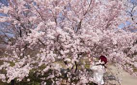 206,736 likes · 23 talking about this. Japan S Cherry Blossoms Are In Full Bloom Mdash See The Photos Travel Leisure