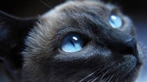 Un Gatto Dagli Occhi Blu Guzel Kediler Mavi Kediler Sevimli Kediler