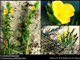 Image result for Commelinaceae