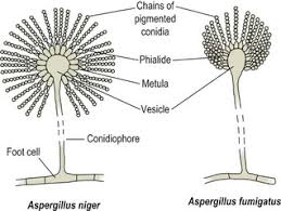 Aspergillus (/ˌæspərˈdʒɪləs/) is a genus consisting of a few hundred mould species found in various climates worldwide. Aspergillus Species And Pneumocystis Carinii Veterian Key