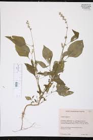 Image result for Celosia trigyna