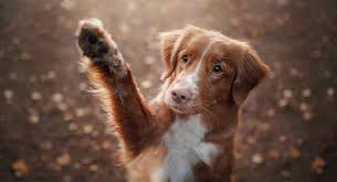 They make us laugh, they serve as role models and their names are often perfect for our furry friends. Red Dog Names The Best Male And Female Names For Your Ginger Dog