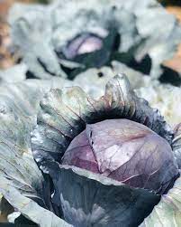 Interested In Growing Cabbages The Trick To Successful Cabbage Growing Is Consistent Uninterrupted Growth Meaning Rich Soil Plenty Of Cabbage Growing Soil