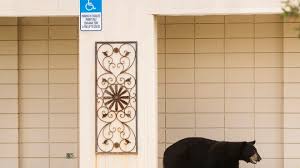 Pentru a scrie un review trebuie sa fii autentificat. Young Black Bear Causes Ruckus As It Roams The Streets Of Fort Myers
