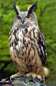 Small British Birds Of Prey Images Largest Owls In The World Threaten British Birds Animals Animals Beautiful Eurasian Eagle Owl