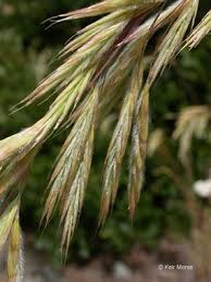 Image result for Bromus