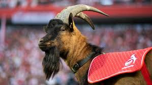 Grund genug für einen fan, dem verein den. Wegen Moschee Auf Trikot 1 Fc Koln Bedankt Sich Fur Kundigung Eines Fans Sport Nordbayern De