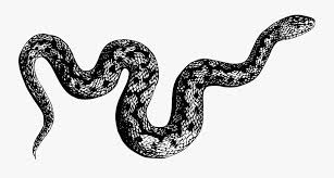 Browse and download hd snake png images with transparent background for free. Cobra Snake Png Black And White Black And White Snake Png Free Transparent Clipart Clipartkey