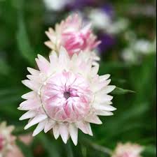 Image result for Helichrysum silvaticum