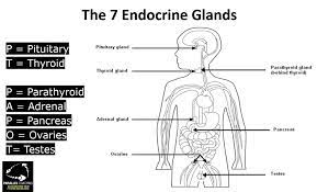 How To Remember The Endocrine Glands And Hormones