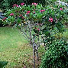 Image result for Plumeria rubra