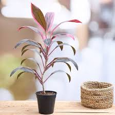 In fact, the famous braided stems of a money tree are not a natural feature of the plant. 11 Plants That Attract Money Bring Fortune To Home
