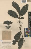 Image result for Bridelia atroviridis