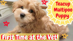 Nonetheless, most little varieties do confront wellbeing concerns related to their size. Teacup Maltipoo Puppy Goes To The Vet First Time At The Vet Youtube