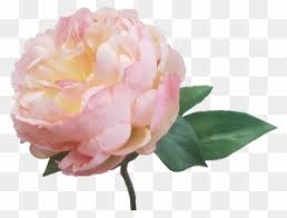 Customize your wedding flowers with this lovely stem. Cream Pink Peony Artificial Flowers S5841crmpnk Artificial Flower Free Transparent Png Clipart Images Download