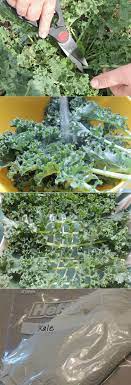 How To Harvest Kale So It Keeps Producing And Properly Store It Organic Vegetable Garden Harvesting Kale Organic Pesticide
