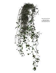 3d Transparent Vines Plant By Madetobeunique On Deviantart Plants Photoshop Resources Trees To Plant