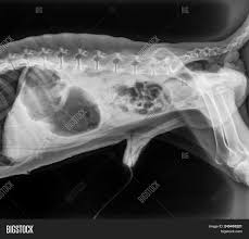 Browse our extensive yoga pose library, with a vast collection of basic poses, advanced poses, seated and standing poses, twists, and bandha techniques. X Ray Film Dog Lateral Image Photo Free Trial Bigstock