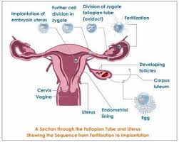 reproduction in plants and animals