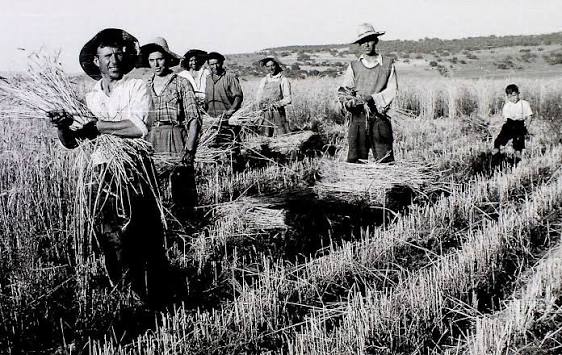 SIEGAS Y TRILLAS. Las personas que tienen o tenemos ya cierta edad,  recordamos con cierta nostalgia aquellos calurosos veranos en los pueblos  de la España Rural. Con éstas fotografías, sólo pretendo recordar