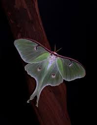 Black And White Spotted Moth Ontario Luna Moth Moth Luna Moth Beautiful Butterflies