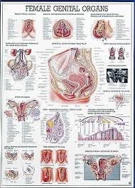 Female Genital Organs Anatomy Chart