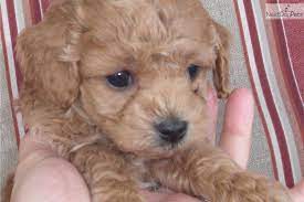 Maybe you would like to learn more about one of these? Beautiful Cockapoo Indiana Kentucky Cockapoo Puppies Cockapoo Cute Cockapoo Puppies