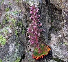 Image result for Galiniera saxifraga