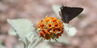 Image result for Triainolepis