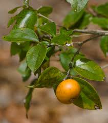 Image result for Strychnos matopensis