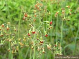 Image result for Tulbaghia alliacea