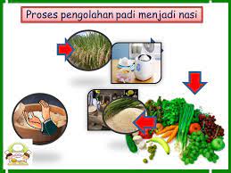 Skema kegiatan ekonomi pengolahan padi menjadi beras. Proses Pengolahan Padi Menjadi Nasi Ppt Download