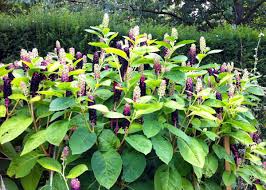 Image result for Phytolacca