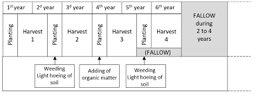 Image result for Phacelurus gabonensis