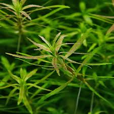 Image result for Limnophila