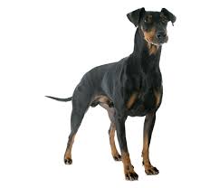 The manchester terrier is a vulnerable native british breed. Manchester Terrier Dog Breed Facts And Information Wag Dog Walking