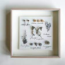 Maybe you would like to learn more about one of these? Butterfly Specimen Display Box Apollobox