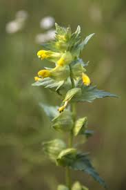 Image result for Rhinacanthus xerophilus