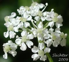 Image result for Afroligusticum runssoricum