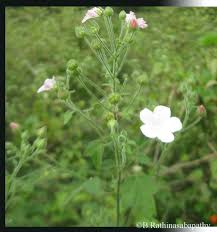 Image result for Pavonia leptocalyx