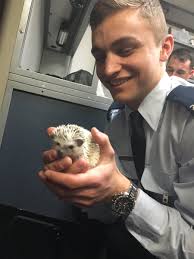 Mary Ellen Abraham (@meafive)