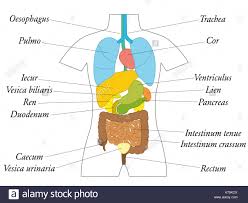 Though an important organ of the human body, the removal of stomach does not pose threat to one's life. Internal Organs Chart Schematic Anatomy Diagram With Colored Organs And Appropriate Names Stock Photo Alamy