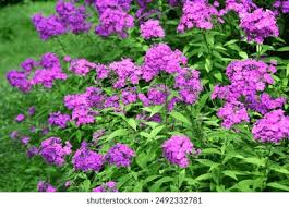 Phlox Laura Photos, Images & Pictures