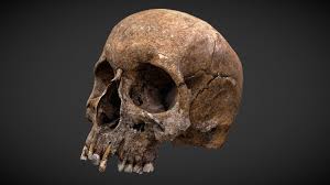 Photogrammetry 3d Scan Of An Old Human Skull Human Skull 3d Model By Rigsters Rigsters Skull Human Skull Oldest Human