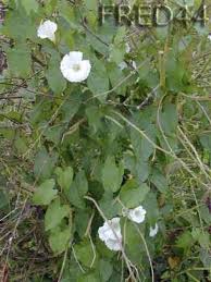 liste de nourriture tortues terrestres nourriture tortue terrestre tortue de terre tortues terrestres