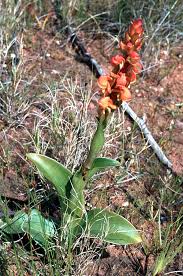 Image result for Satyrium coriophoroides