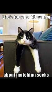 41 Funny Animal Pictures Funny Animals Crazy Cats Funny Animal Memes